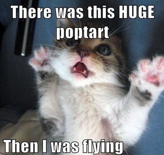 Funny Cat Pics.