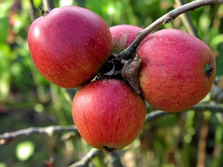 Avoid Haemorrhoids
An apple also cures haemorrhoids and because of the fiber they can alleviate this problem. They will not remove them completely, but can prevent them of appearing and cure them if they are already shown.