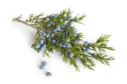 Juniper

When diluted, it can speed healing time and help prevent infectionsd
