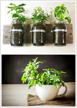 A few ways to grow basil that I thought were nifty!!