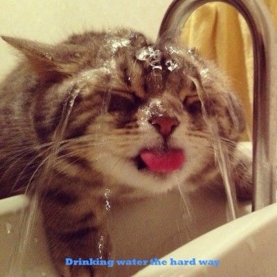 Funny Cat Pictures Part 2