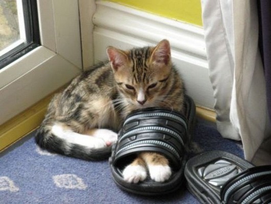 Funny Cat Pictures Part 2