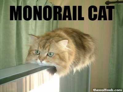 Funny Cat Pics.