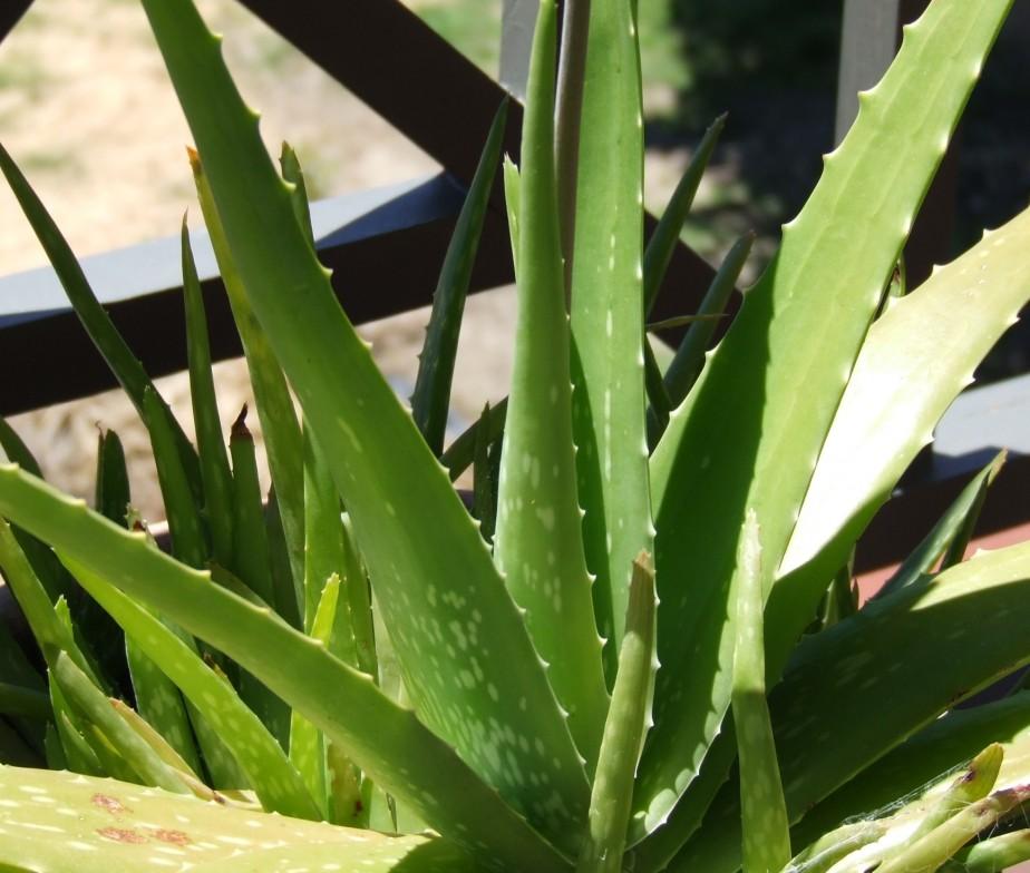 Aloe vera is known for its ability to heal damaged skin, which makes it the perfect treatment for skin that’s plagued by dandruff.