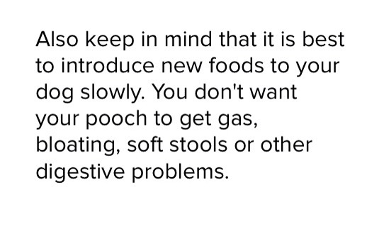 Dog Safe Foods 