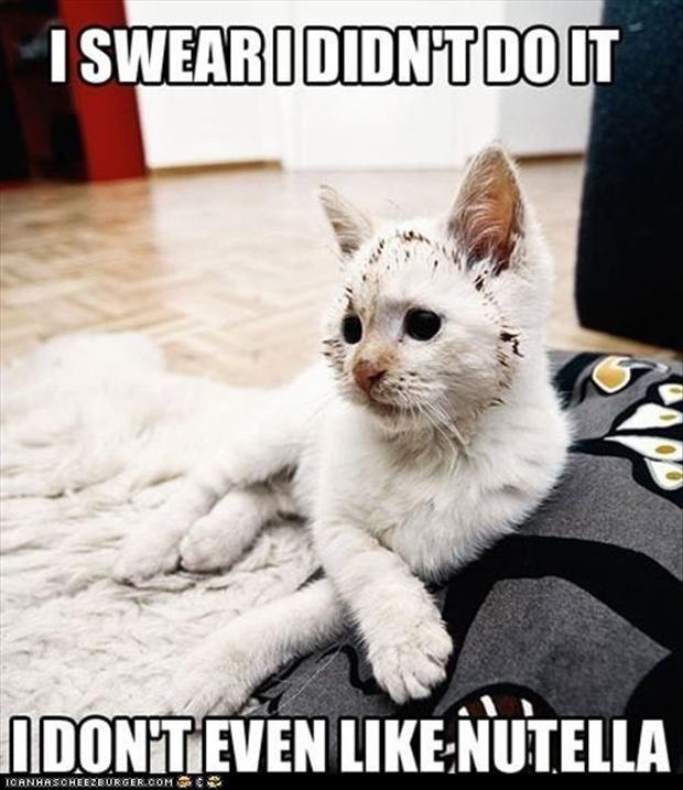 Funny Cat Pics.