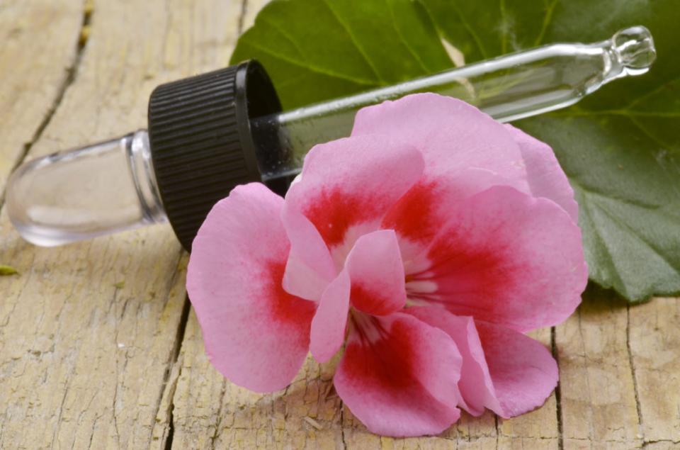 Geranium is one of my favorite essential oils. It has a very powerful Rose-like scent. This oil is extracted through steam distillation of stems and leaves of the Geranium plant.