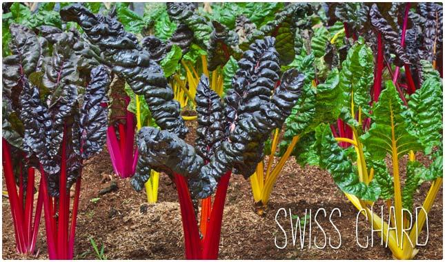 5. Swiss Chard
Swiss chard often gets overshadowed by other leafy greens like spinach and kale, but it’s every bit as healthy and can help you keep your Biotin levels where you want them. 